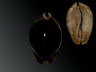 Seashell Cypraea Stercoraria Fantastic Black Specimen 80.  9 Mm F,  /gem