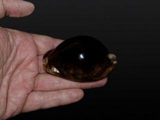 Seashell Cypraea stercoraria Fantastic black specimen 80.  9 mm F,  /Gem 2
