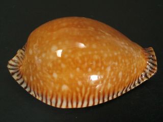 Rare Beauty.  Cypraea Guttata Surinensis 46.  7mm/gem Thailand Seashell