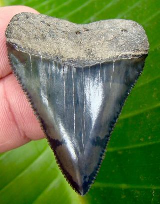 Great White Shark Tooth - Over 2 In.  Serrated - Real - No Restorations