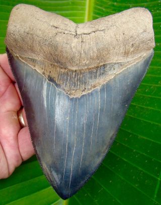 Megalodon Shark Tooth - Over 5 & 1/4 In.  - Real - Serrated - No Restorations