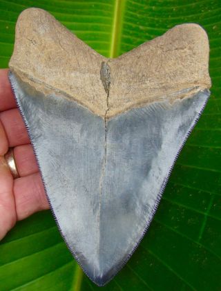 Megalodon Shark Tooth - OVER 5 & 1/4 in.  - REAL - SERRATED - NO RESTORATIONS 2