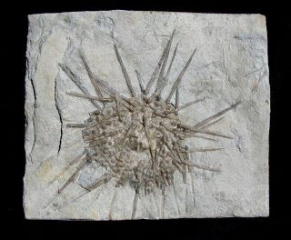 Extinctions - Huge Spiny Archaeocidaris Urchin Echinoid Fossil - From St.  Louis