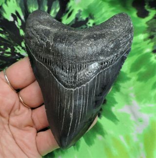 Megalodon Sharks Tooth 4 5/16  Inch No Restorations Fossil Sharks Teeth Tooth
