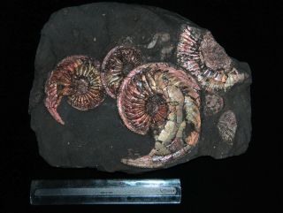 Ammonite Amoeboceras Dichotomosphinctes Jurassic Callovian Russia Fossil