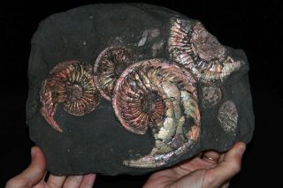 Ammonite Amoeboceras Dichotomosphinctes Jurassic Callovian Russia Fossil 2