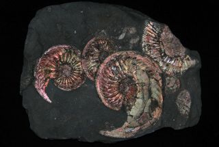 Ammonite Amoeboceras Dichotomosphinctes Jurassic Callovian Russia Fossil 3