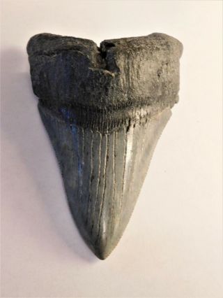 The Real Jaws 4 1/2 " Megalodon Shark Tooth / All Natural / No Repairs / Enjoy