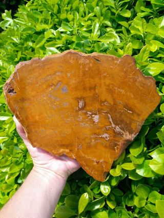Huge Polished Gold Orange Greenhorn Mountains Oregon Petrified Wood Agate 6,  Lb
