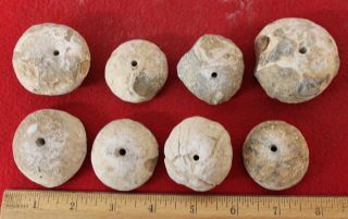(8) Large Neolithic Fossilized Sea Urchin Beads