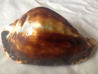 Seashell Zoila Friendii Insulata F,  89mm 2