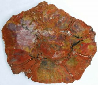Very Large,  Polished,  Colorful,  Thick Arizona Petrified Wood Round