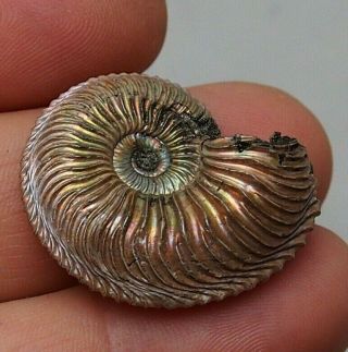 33mm Cardioceras Sp.  Pyrite Ammonite Fossils Callovian Fossilien Russia