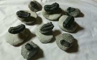 9 Trilobites Devonian Morocco 100 Natural