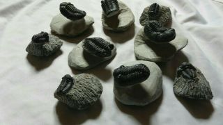 9 Trilobites Devonian Morocco 100 Natural 2