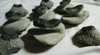 9 Trilobites Devonian Morocco 100 Natural 3