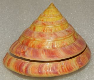 Seashell Entemnotrochus Rumphii 95x83.  1mm W/o Still Rare Good Quality