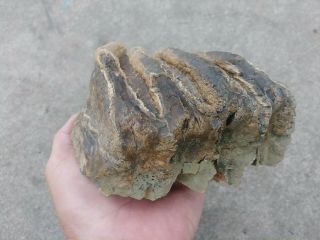 Rare Extinct Fossil Woolly Mammoth Partial Tooth Oklahoma U.  S.  A.  2.  6 Lb. 3
