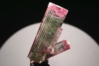 Unique Bi - Color Tourmaline Crystal With Lepidolite Cruzeiro Mine,  Brazil