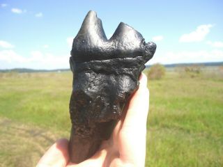 Rooted Glossy Black Mastodon Tooth Florida Fossils Teeth Jaw Bones Mammal Skull
