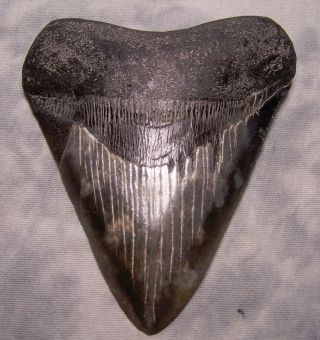 Megalodon Tooth 4 7/8 " Shark Teeth Fossil Jaw Megladon Scuba Dive Meg Huge