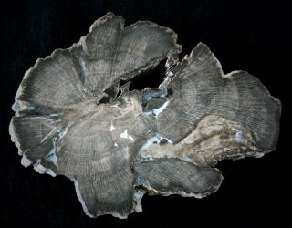 Outstanding Beech (fagus Sp. ) From Central Oregon Polished Petrified Wood