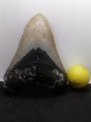 5.  65 " Megalodon Shark Tooth Fossil 100 Authentic