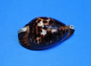 Seashell Cypraea Friendii 83.  6mm (006)