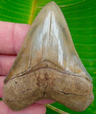 Chubutensis Shark Tooth - Xl 3 & 1/8 In.  Museum Grade - No Restorations