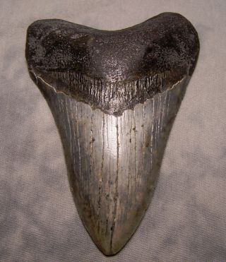 Megalodon Tooth 4 3/4 " Shark Teeth Fossil Jaw Megladon Scuba Dive Meg Huge