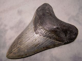megalodon tooth 4 3/4 