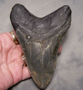 megalodon tooth 4 3/4 
