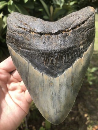 Massive 6.  13” Megalodon Tooth Fossil Shark Teeth Over 1 Lb