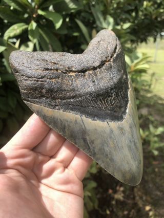Massive 6.  13” Megalodon Tooth Fossil Shark Teeth Over 1 LB 2