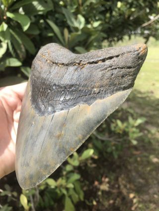 Massive 6.  13” Megalodon Tooth Fossil Shark Teeth Over 1 LB 3