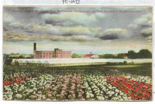 Vintage Postcard / Advertising H.  W.  Buckbee - Seed Farm Rockford Greenhouses 33