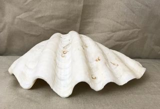 12 1/2” Tridacna Gigas Large Clam Shell Seashell Aquaria Hippopus Porcellanas