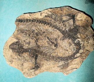 Fine 26cm Near Complete Barosaurus Besairiei W.  Good Limb Bones: Madagascar