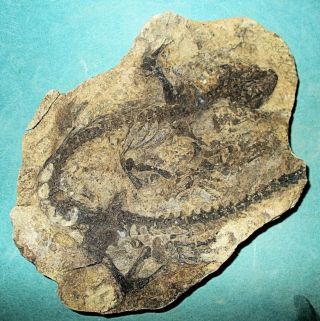 Fine 26cm near complete Barosaurus besairiei w.  good limb bones: Madagascar 2