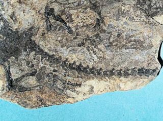 Fine 26cm near complete Barosaurus besairiei w.  good limb bones: Madagascar 3