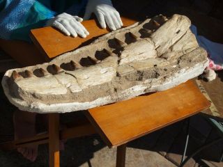 Massive Mosasaur Dinosaur Lower Jaw With Gigantic Teeth