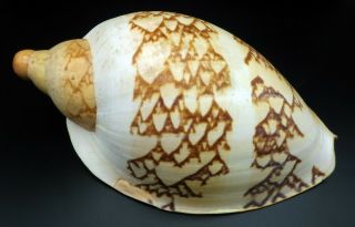 Voluta Livonia mammilla F,  /F,  245 mm seashell Australia H 2