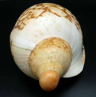 Voluta Livonia mammilla F,  /F,  245 mm seashell Australia H 3