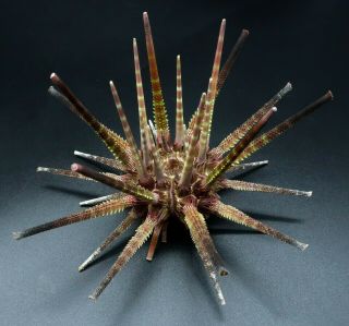 Outstanding Prionocidaris Australis 120.  8 Mm Australia Sea Urchin