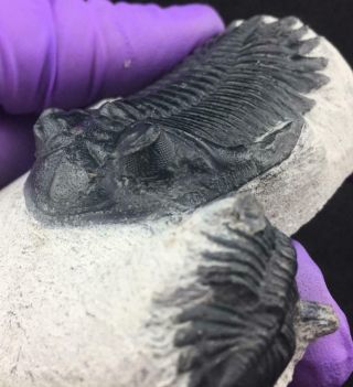 Double Hollardops Trilobite Fossil From Morocco - Eye Lenses,  (s8)