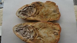 Coelacanth Fish Fossil Trias 250 Mio Madagascar (co - 128 / 2089)