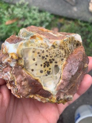 Willow Creek Jasper 2 Slabs And 2 Pounds Of Rough Orbs And Pattern