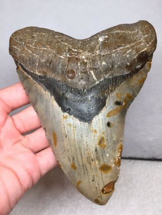 All Natural Huge 5.  79” Megalodon Fossil Shark Tooth Gem Sharks Teeth Miocene