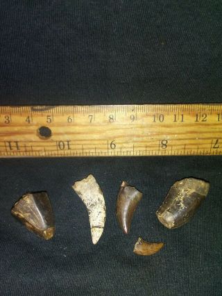Nanotyranus and T rex tooth.  Dinosaur fossil 2