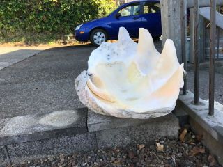 GIANT CLAM SHELL 